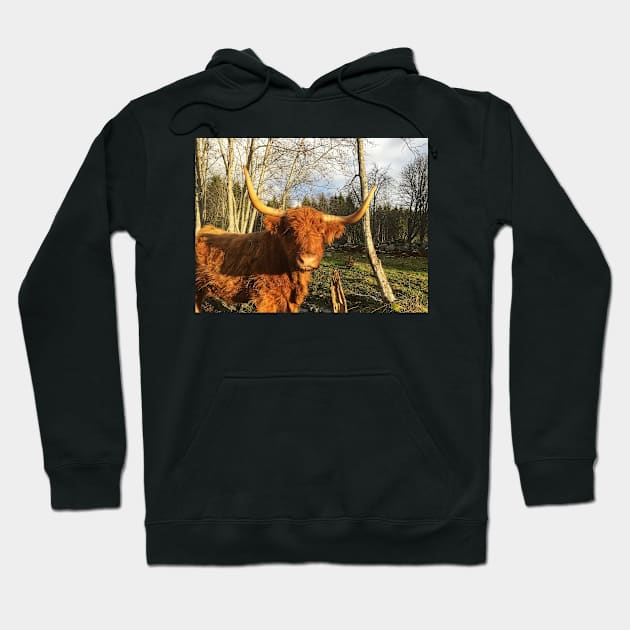 Scottish Highland Cattle Cow 2153 Hoodie by SaarelaHighland